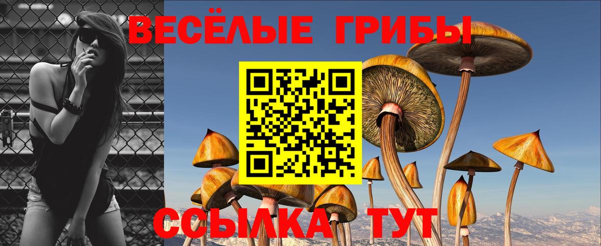Псилоцибиновые грибы Psilocybe Альметьевск